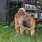 Abu en el jardin. Navidades 2008.